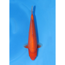 KV.38 BENIGOI